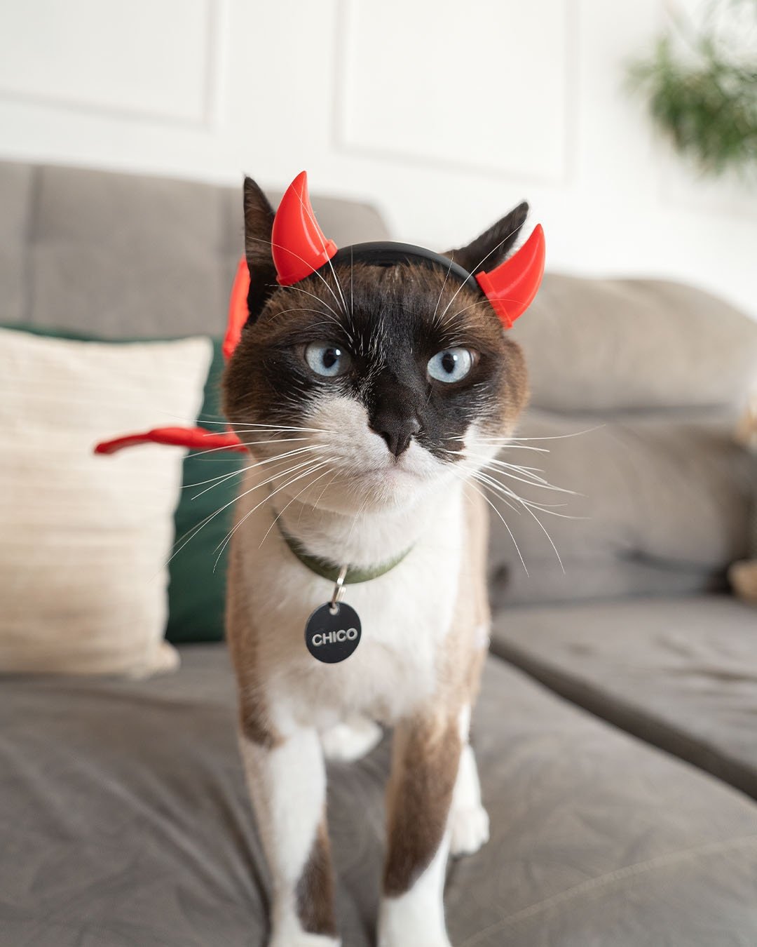 Foto da galeria do produto Fantasia Demoninho para Gato 3D