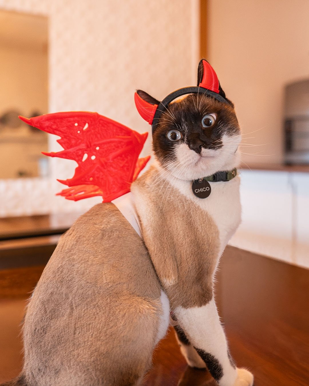 Gato usando fantasia demoninho impressa em 3D vermelha, composta por asas detalhadas e chifres na cabeça.